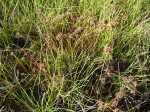 Bulbostylis fimbristylidoides