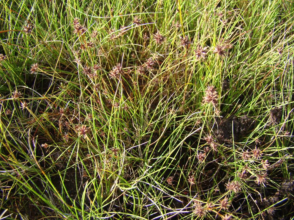 Bulbostylis fimbristylidoides Bulbostylis fimbristylidoides
