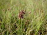 Bulbostylis fimbristylidoides