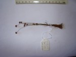 Bulbostylis fimbristylidoides