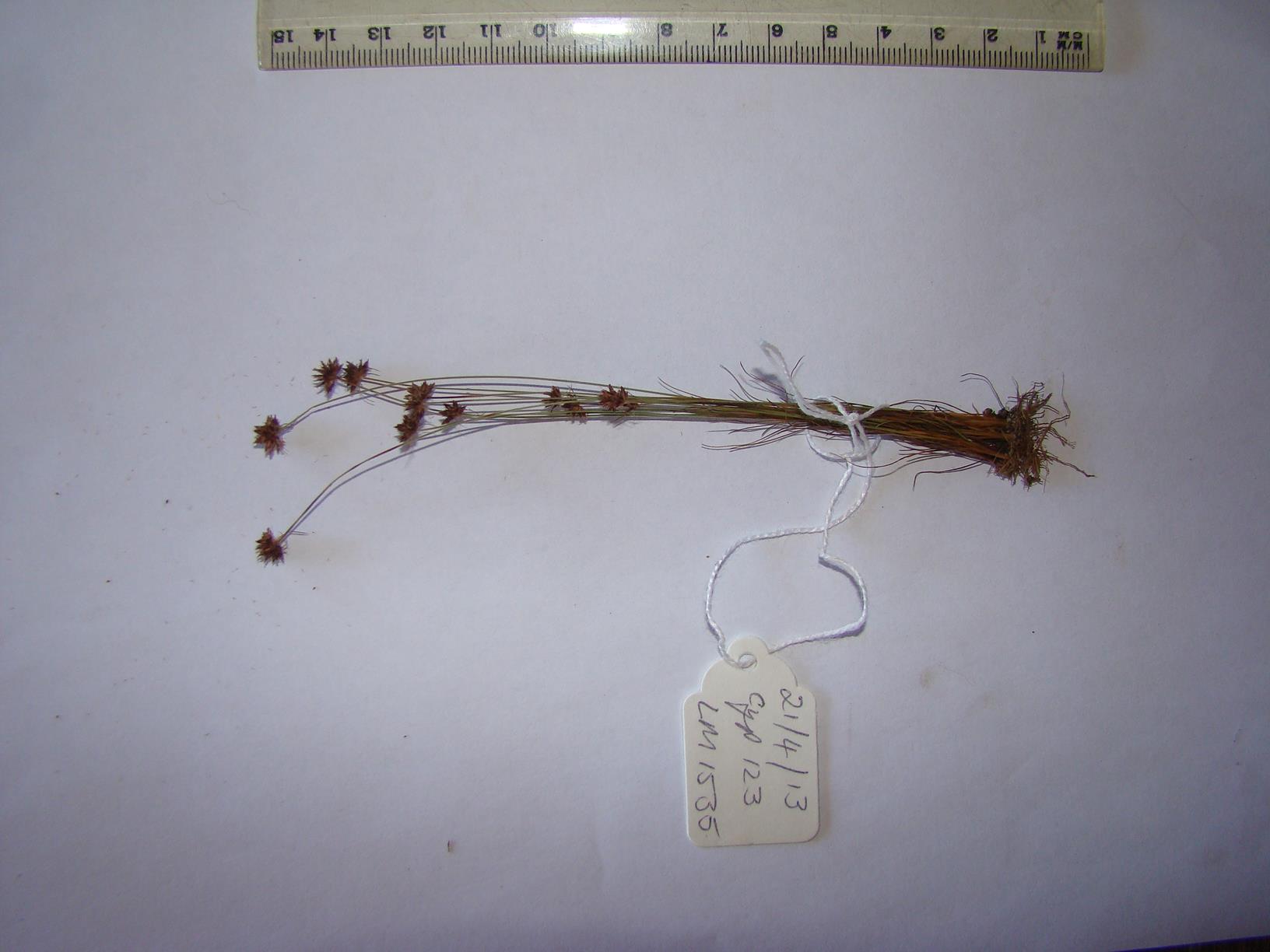 Bulbostylis fimbristylidoides Bulbostylis fimbristylidoides