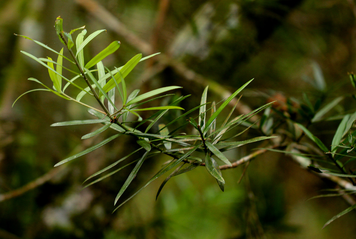 Podocarpus milanjianus Podocarpus milanjianus