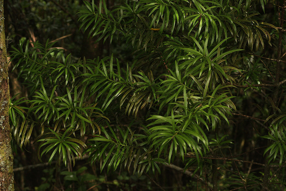 Podocarpus milanjianus Podocarpus milanjianus