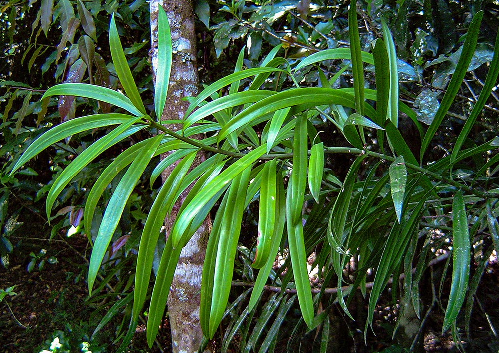 Podocarpus milanjianus Podocarpus milanjianus