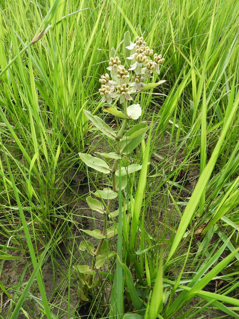 Xysmalobium sessile Xysmalobium sessile