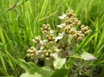 Xysmalobium sessile