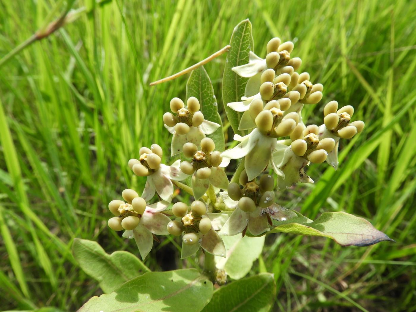 Xysmalobium sessile Xysmalobium sessile