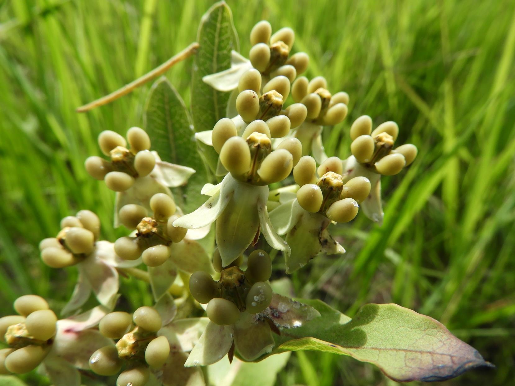 Xysmalobium sessile