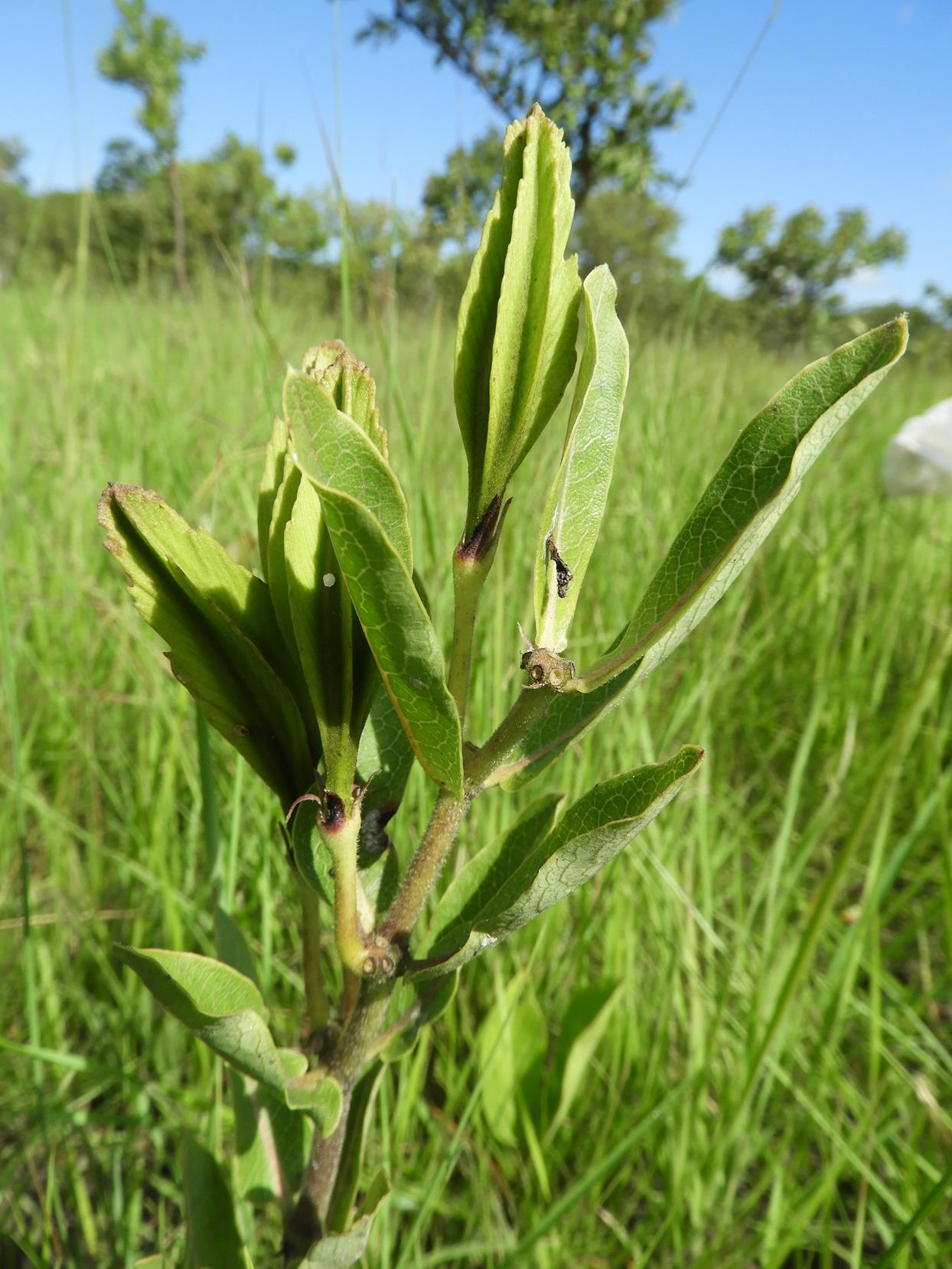 Xysmalobium sessile
