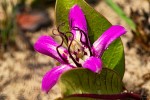 Raphionacme michelii