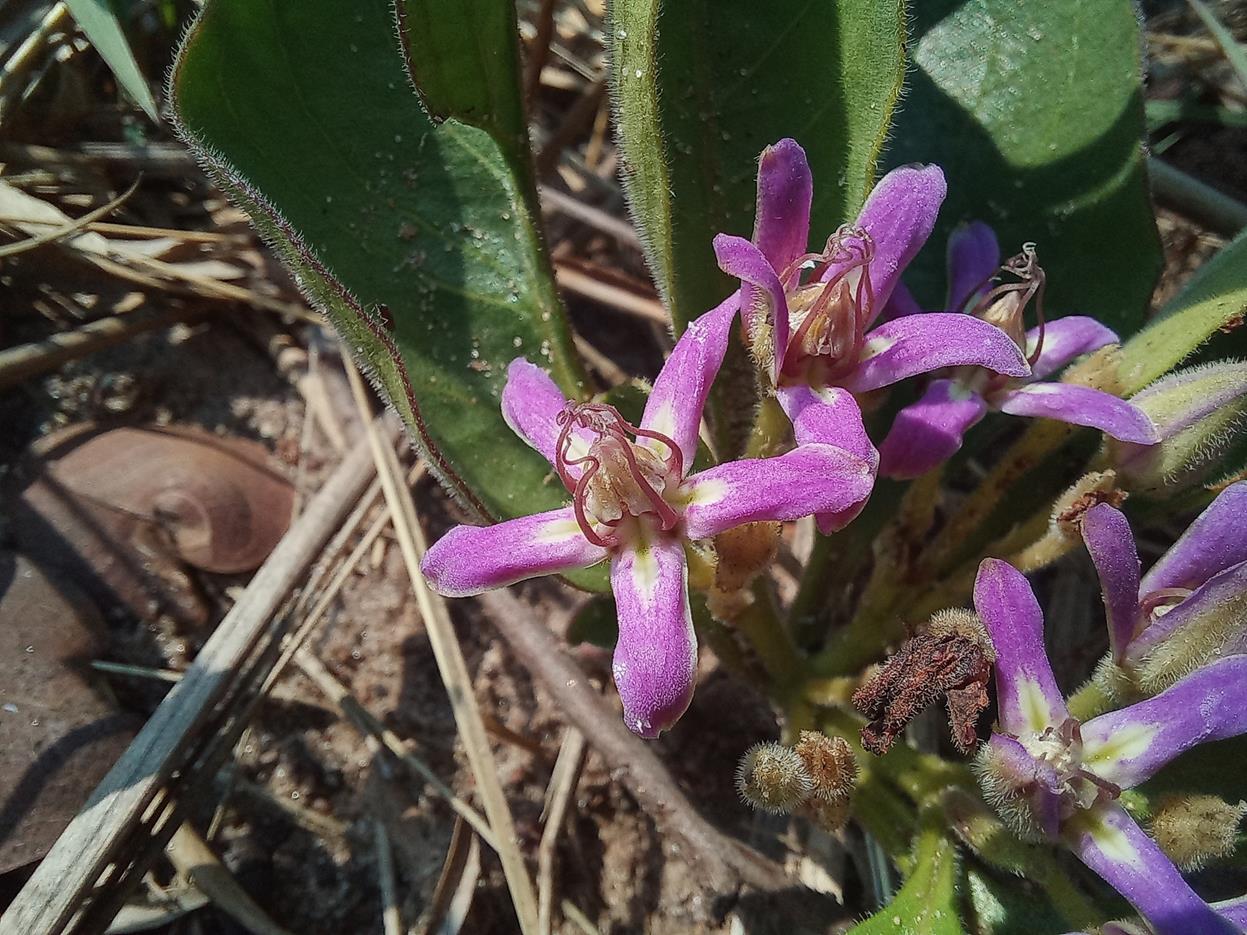 Raphionacme michelii Raphionacme michelii