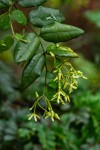 Secamone dewevrei subsp. elliptica