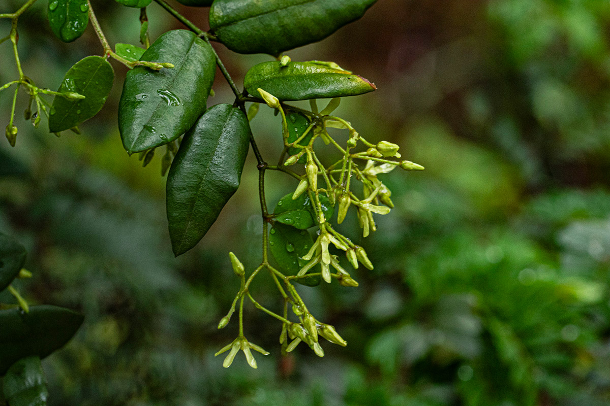 Secamone dewevrei subsp. elliptica Secamone dewevrei subsp. elliptica