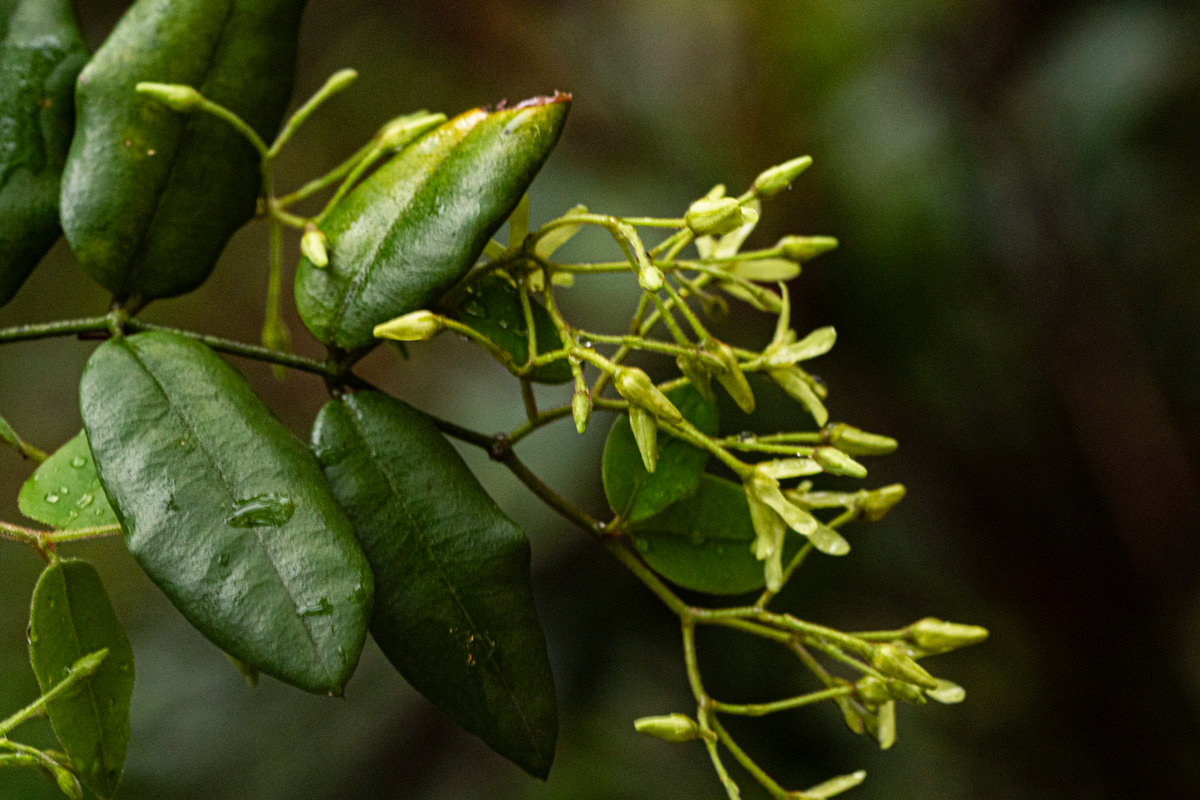 Secamone dewevrei subsp. elliptica Secamone dewevrei subsp. elliptica