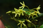Secamone dewevrei subsp. elliptica