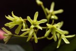 Secamone dewevrei subsp. elliptica