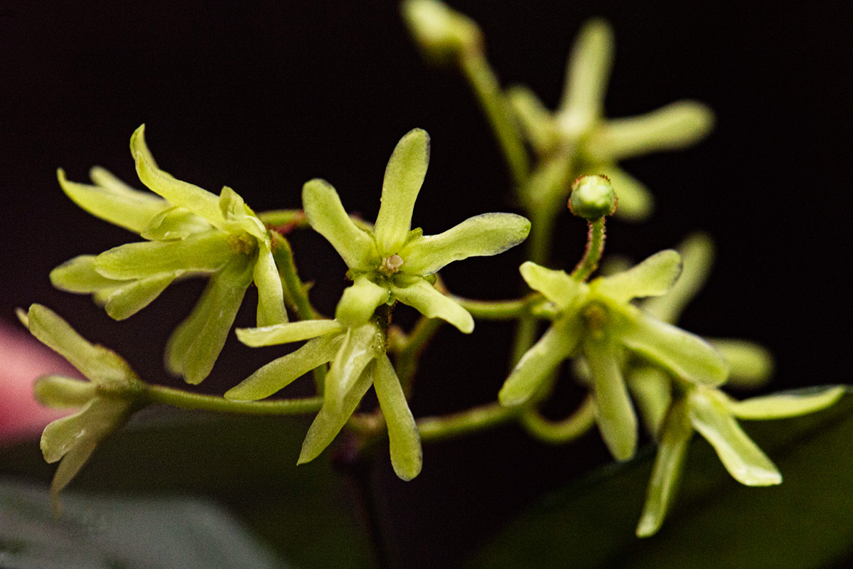Secamone dewevrei subsp. elliptica