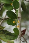 Secamone brevipes