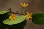 Secamone brevipes