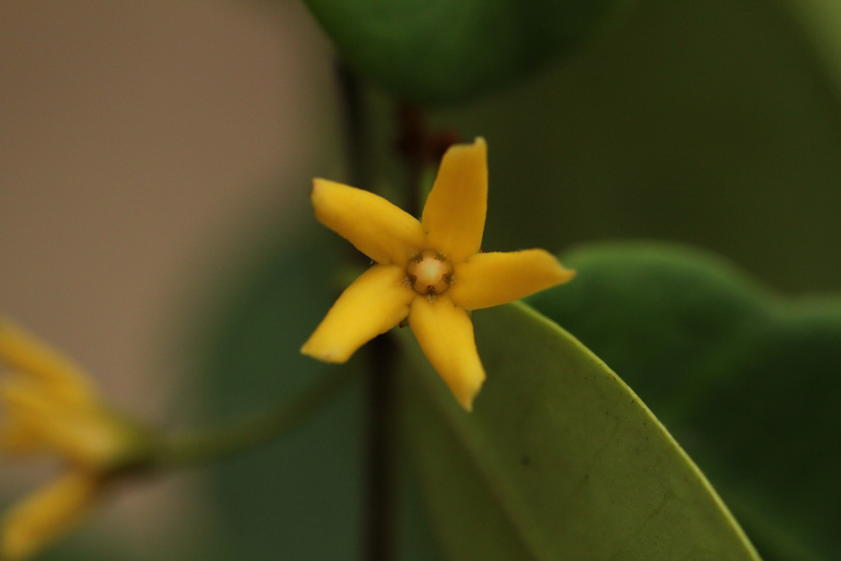 Secamone brevipes