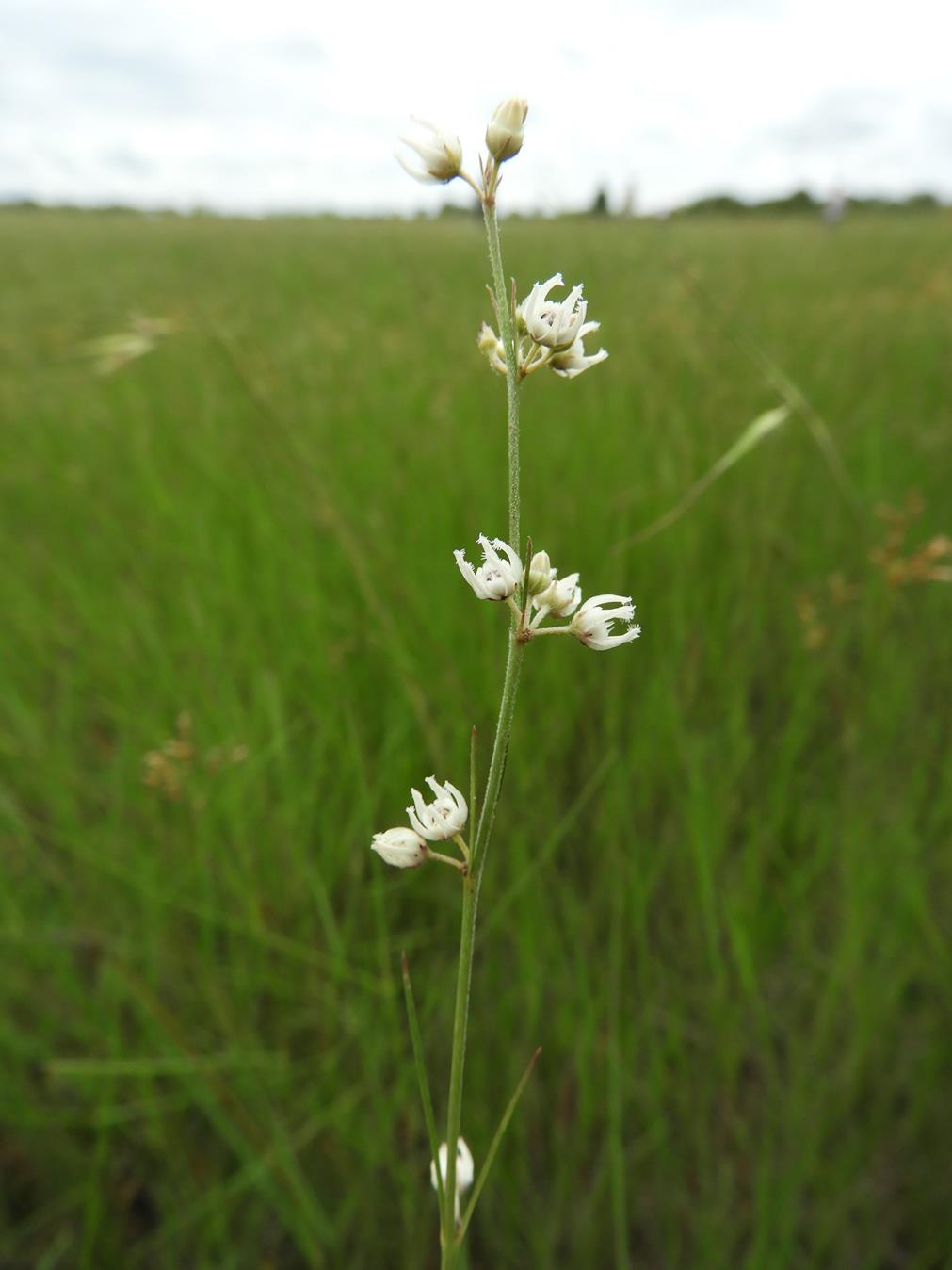 Aspidoglossum masaicum Aspidoglossum masaicum
