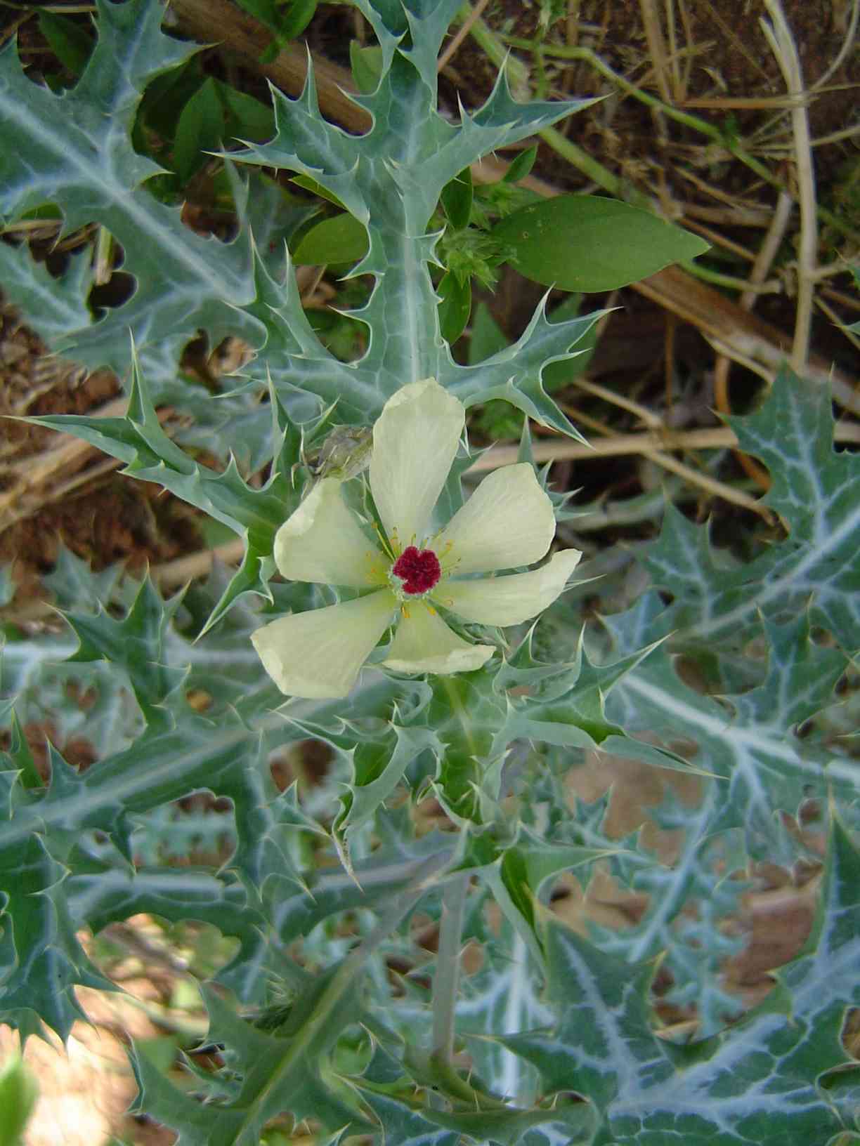 Argemone ochroleuca subsp. ochroleuca Argemone ochroleuca subsp. ochroleuca