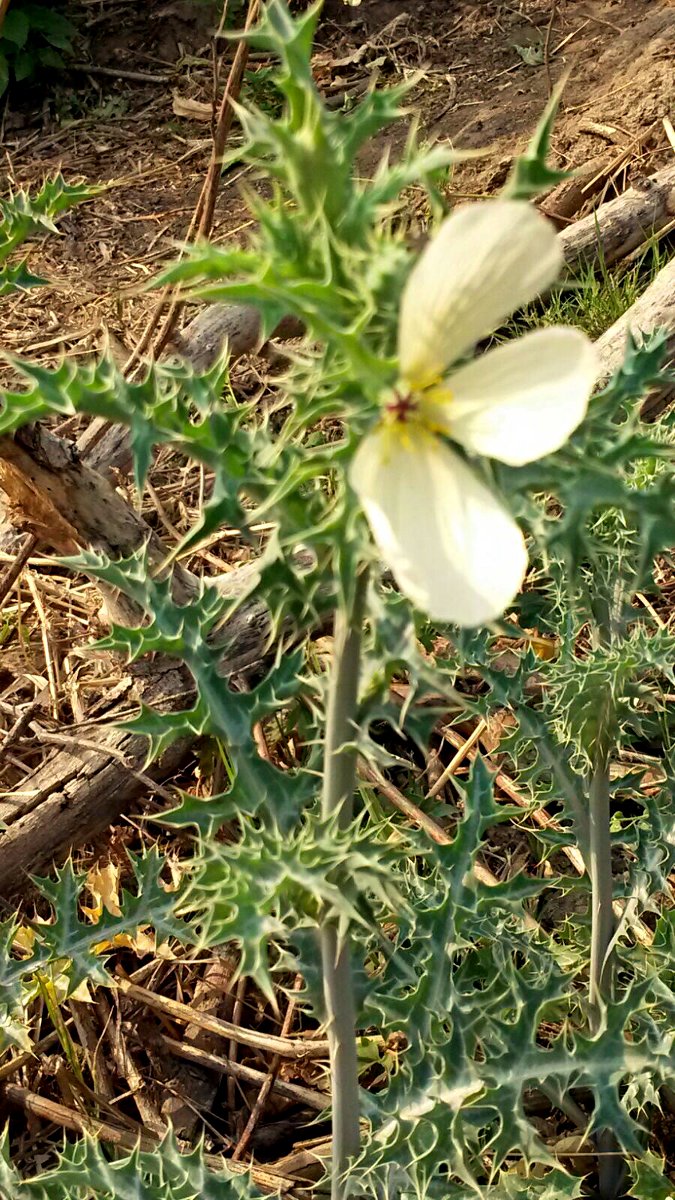 Argemone ochroleuca subsp. ochroleuca Argemone ochroleuca subsp. ochroleuca