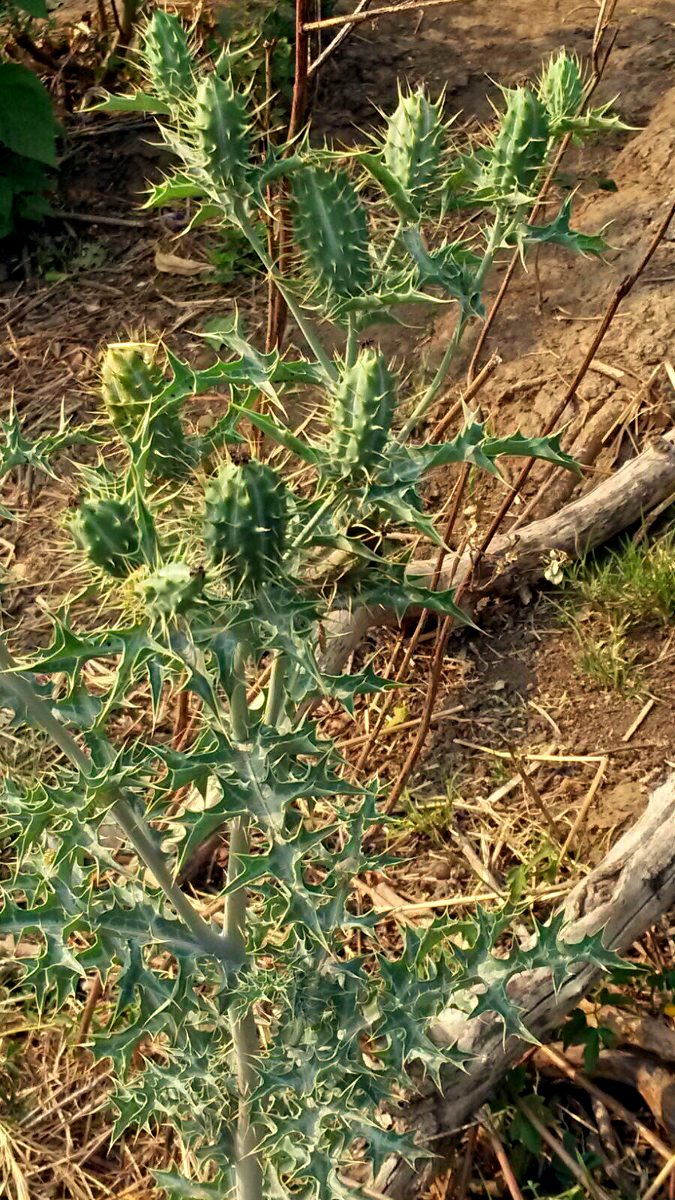 Argemone ochroleuca subsp. ochroleuca Argemone ochroleuca subsp. ochroleuca