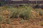 Argemone ochroleuca subsp. ochroleuca
