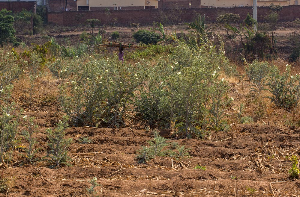 Argemone ochroleuca subsp. ochroleuca Argemone ochroleuca subsp. ochroleuca