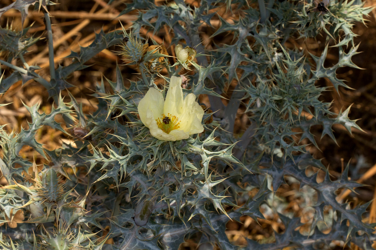 Argemone ochroleuca subsp. ochroleuca Argemone ochroleuca subsp. ochroleuca