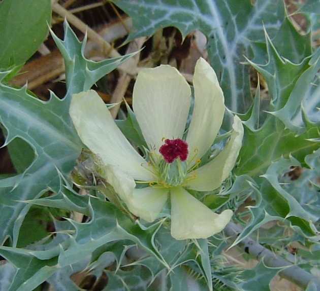 Argemone ochroleuca subsp. ochroleuca Argemone ochroleuca subsp. ochroleuca