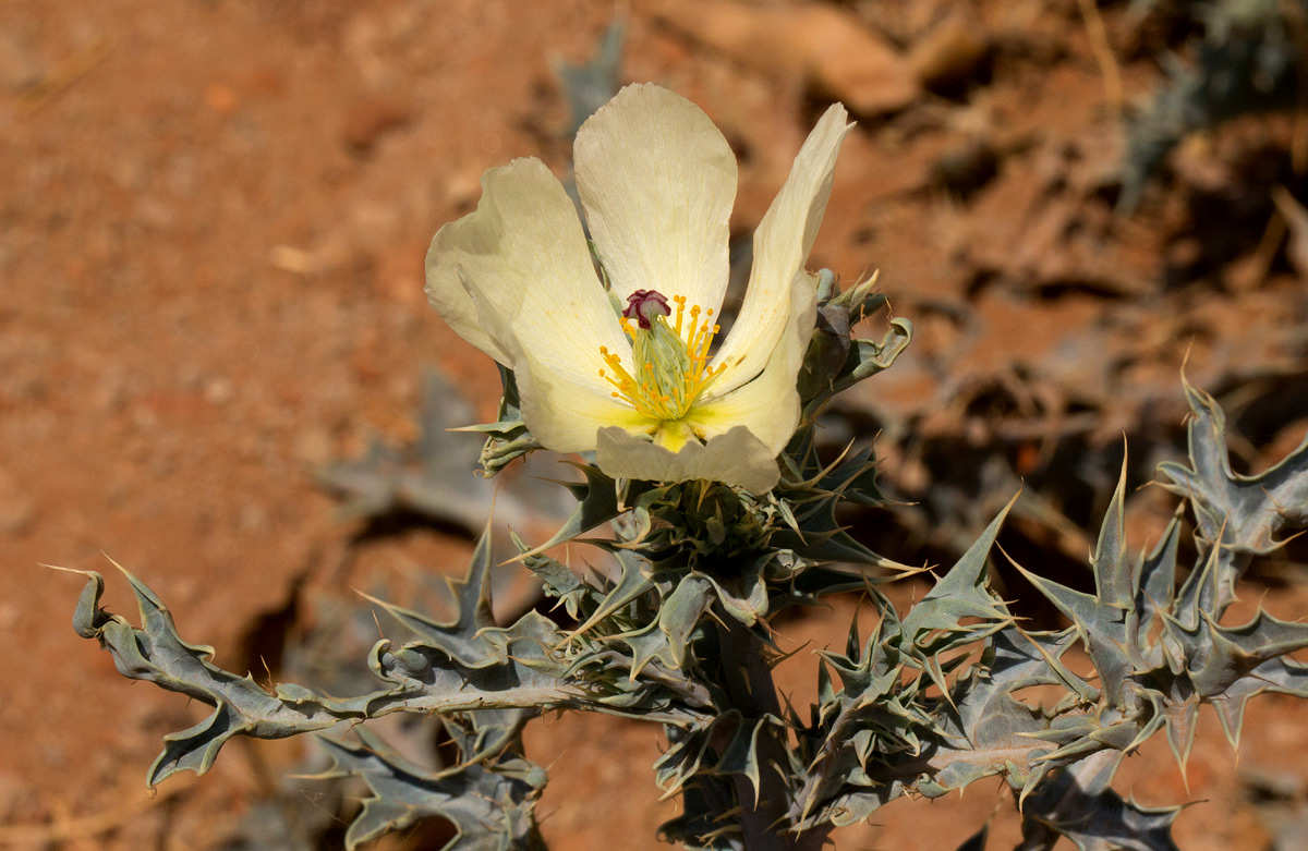 Argemone ochroleuca subsp. ochroleuca Argemone ochroleuca subsp. ochroleuca