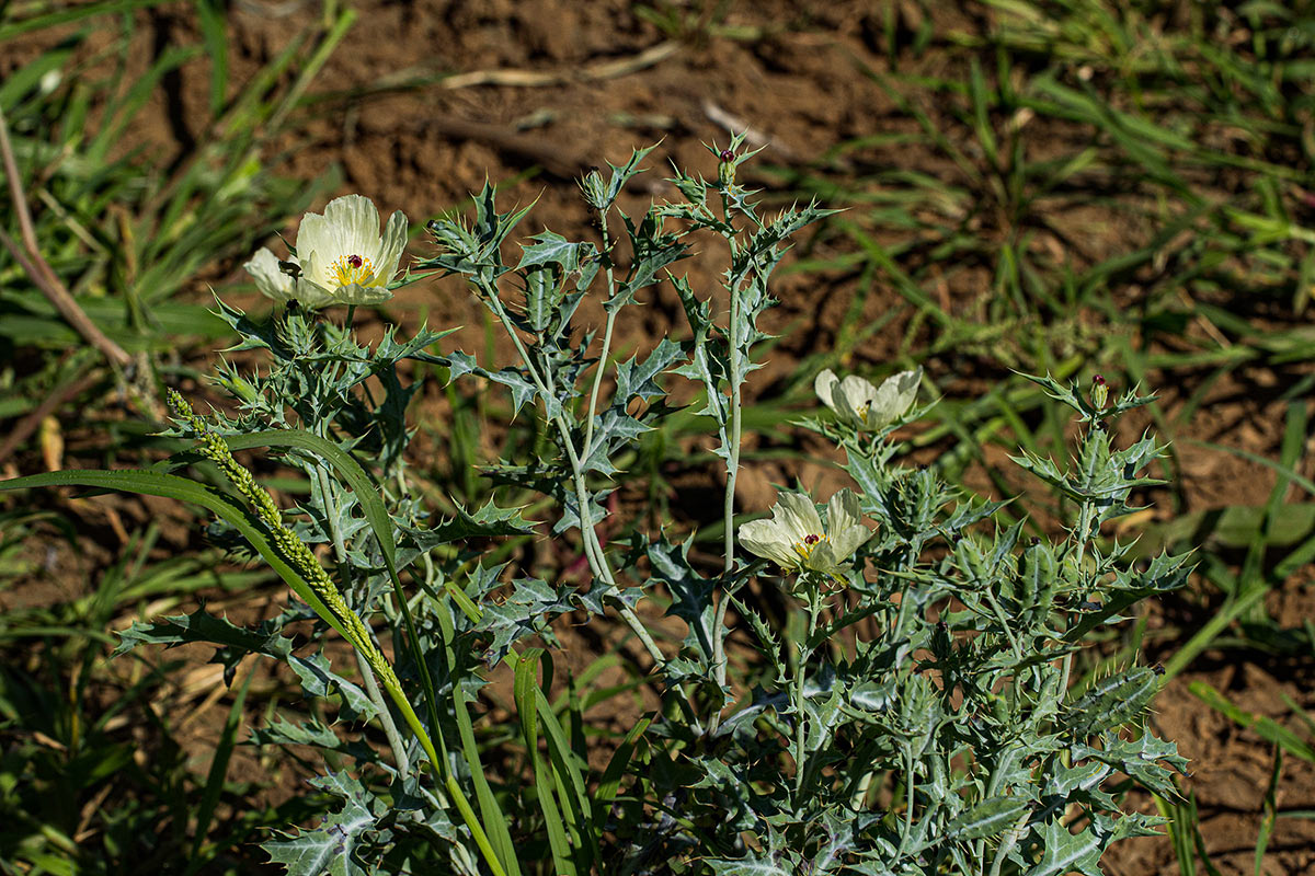 Argemone ochroleuca subsp. ochroleuca Argemone ochroleuca subsp. ochroleuca