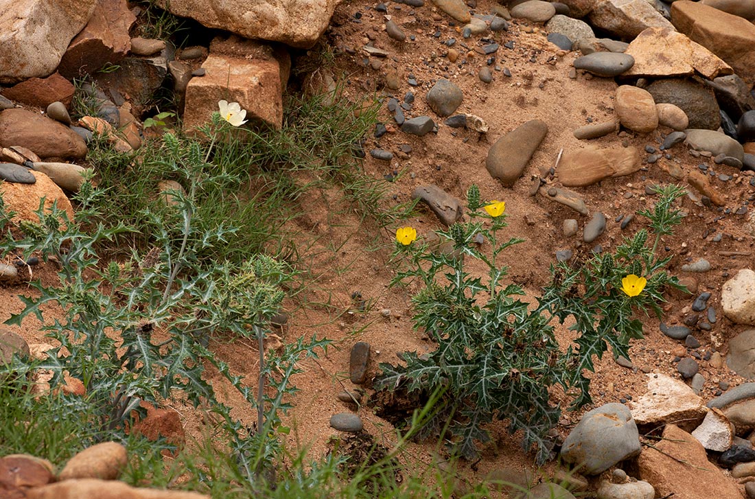 Argemone ochroleuca subsp. ochroleuca Argemone ochroleuca subsp. ochroleuca