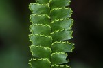 Adiantum vogelii