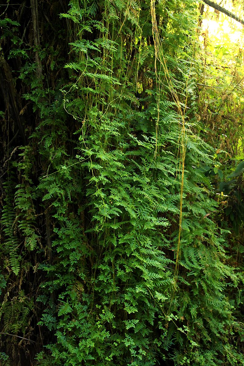Selaginella myosurus Selaginella myosurus