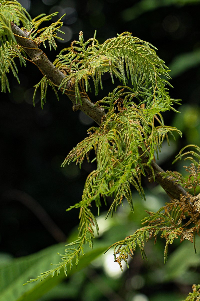 Selaginella myosurus Selaginella myosurus