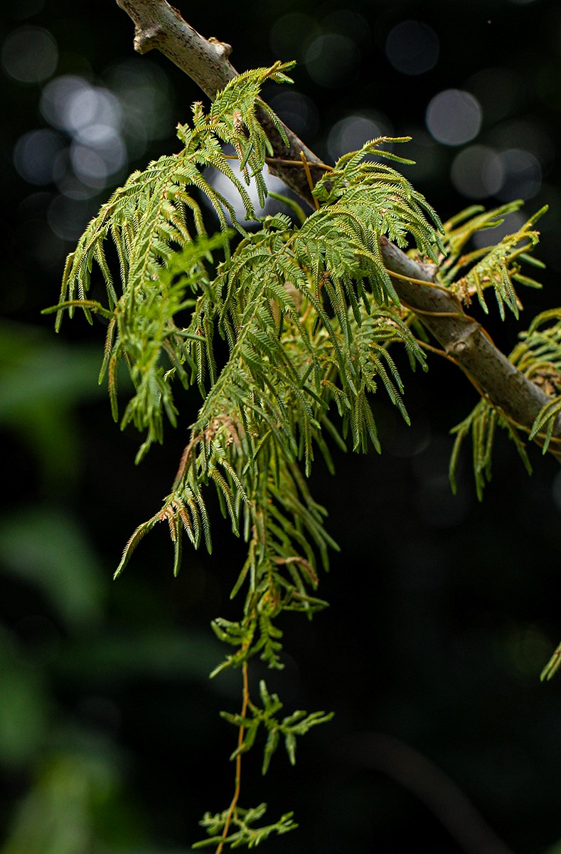 Selaginella myosurus Selaginella myosurus