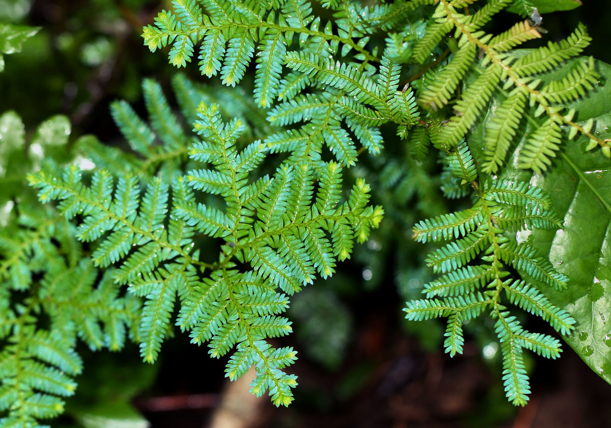 Selaginella myosurus Selaginella myosurus