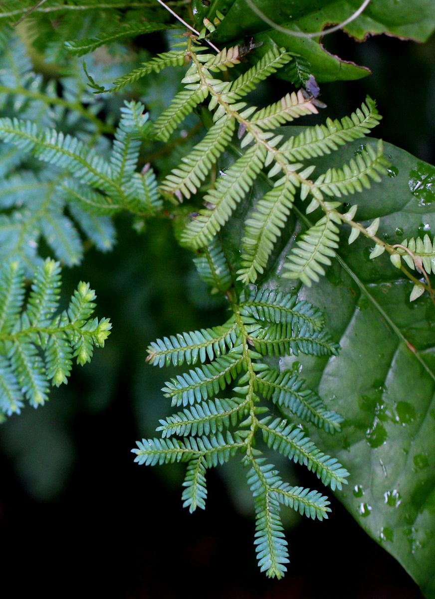 Selaginella myosurus Selaginella myosurus