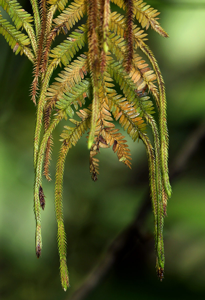 Selaginella myosurus