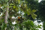 Myrianthus arboreus