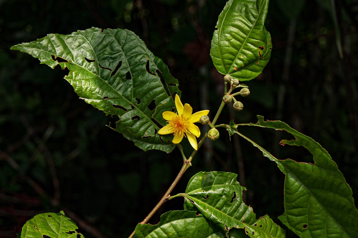 Glyphaea brevis Glyphaea brevis