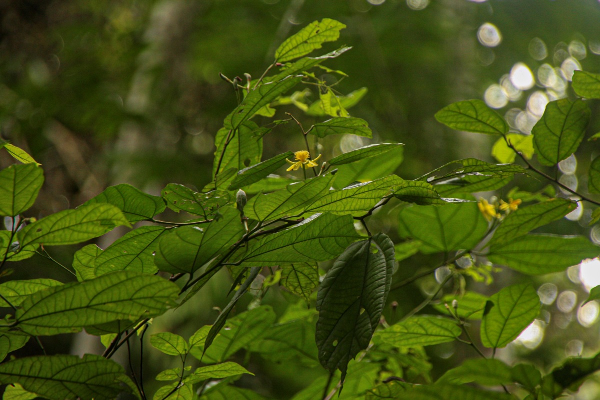 Glyphaea brevis Glyphaea brevis
