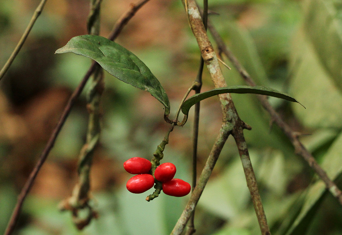 Gnetum africanum Gnetum africanum