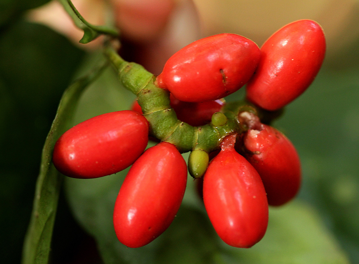 Gnetum africanum Gnetum africanum