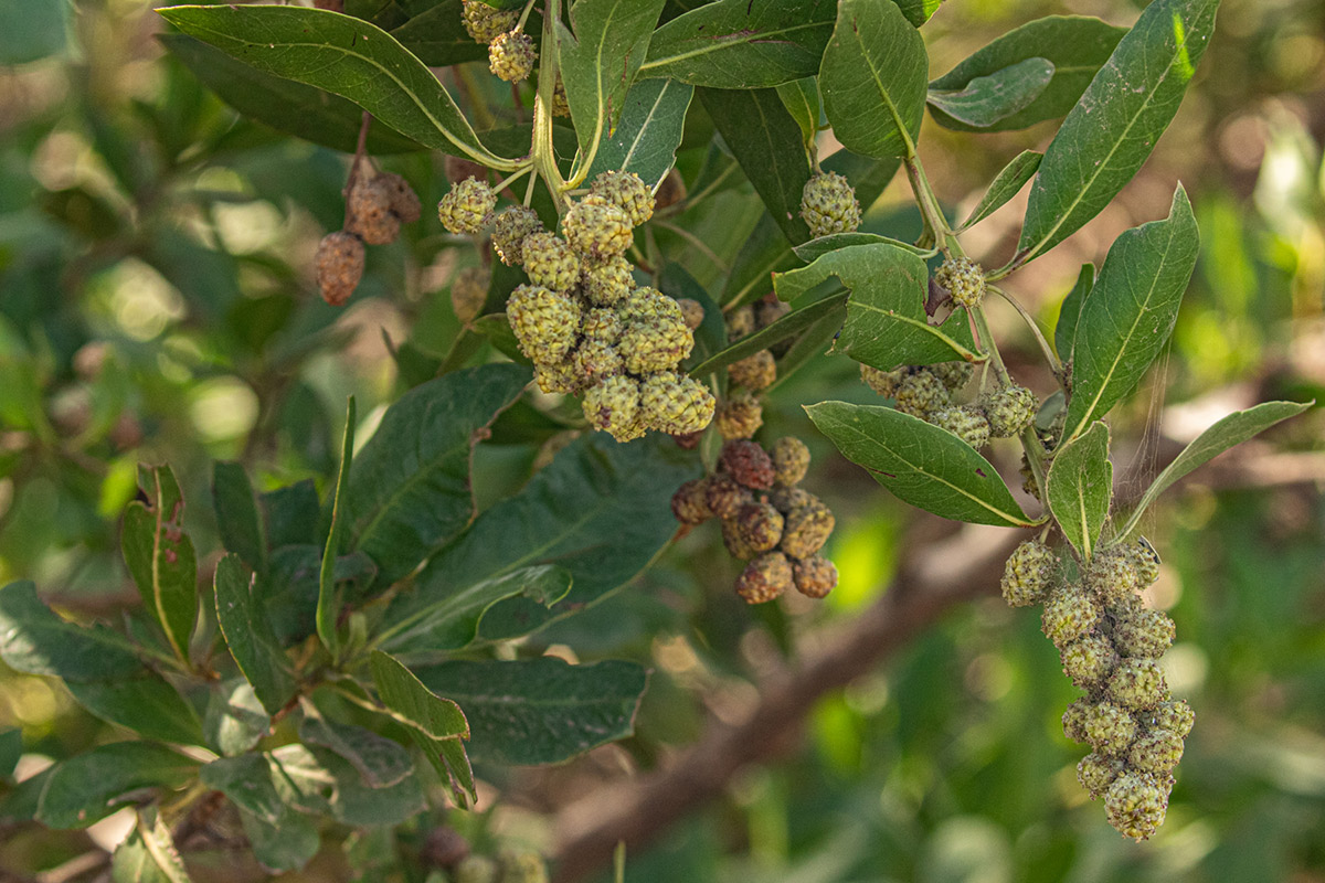 Conocarpus erectus Conocarpus erectus