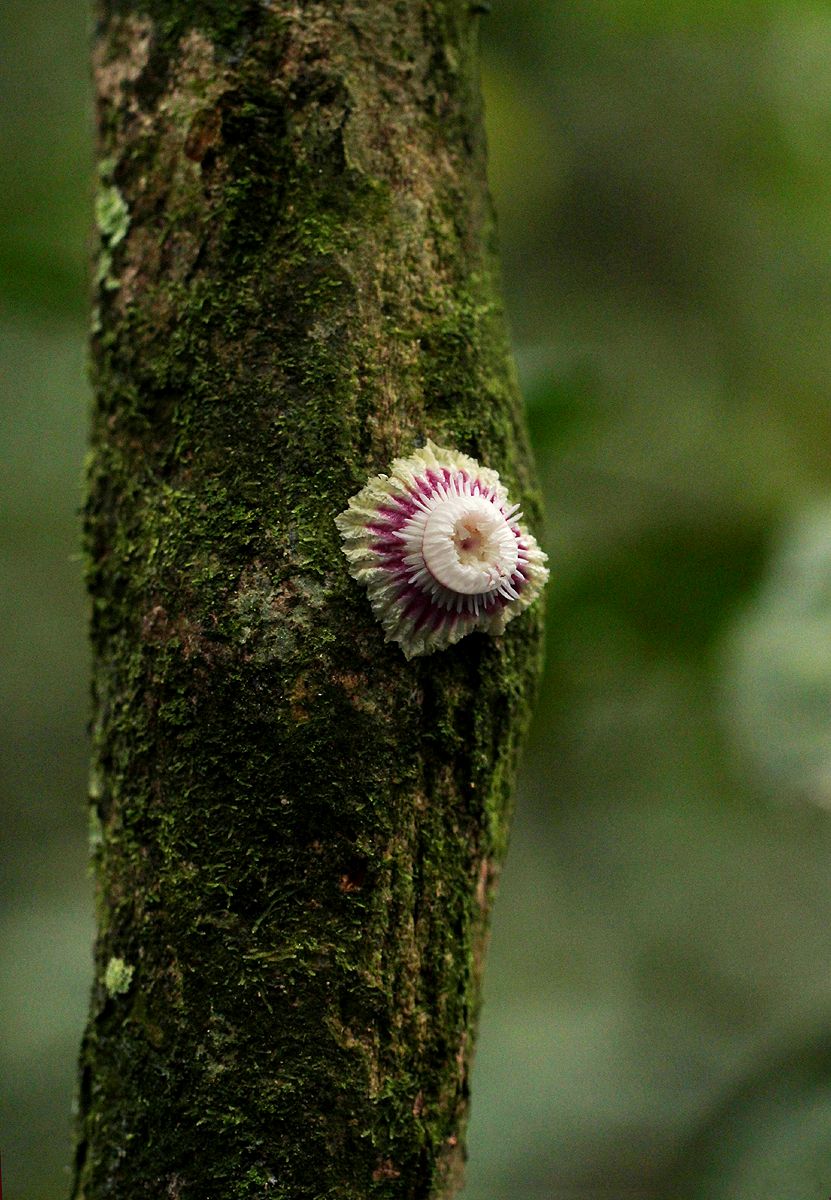 Napoleonaea angolensis Napoleonaea angolensis