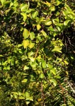 Usteria guineensis